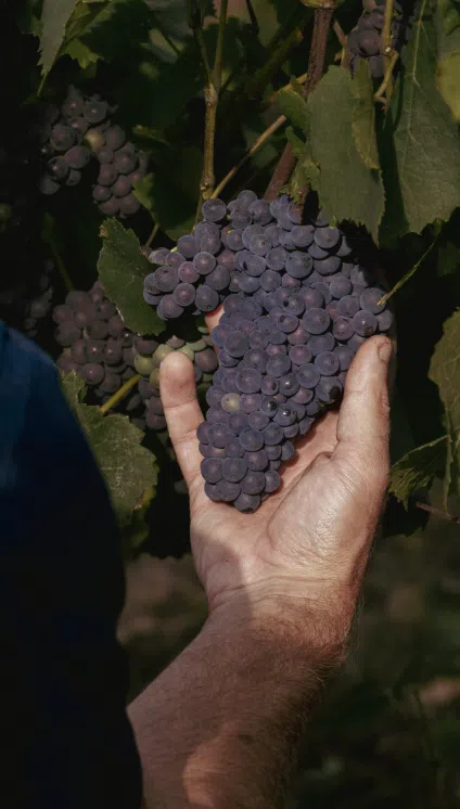 Raisin champagne Paul Maurice